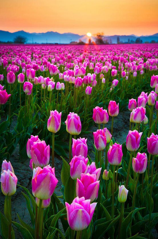skagit_valley